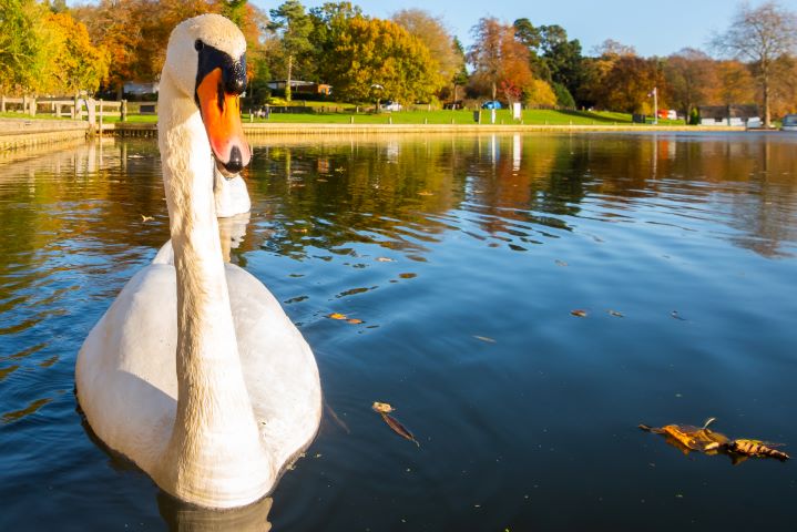 Swan - Broads National Park